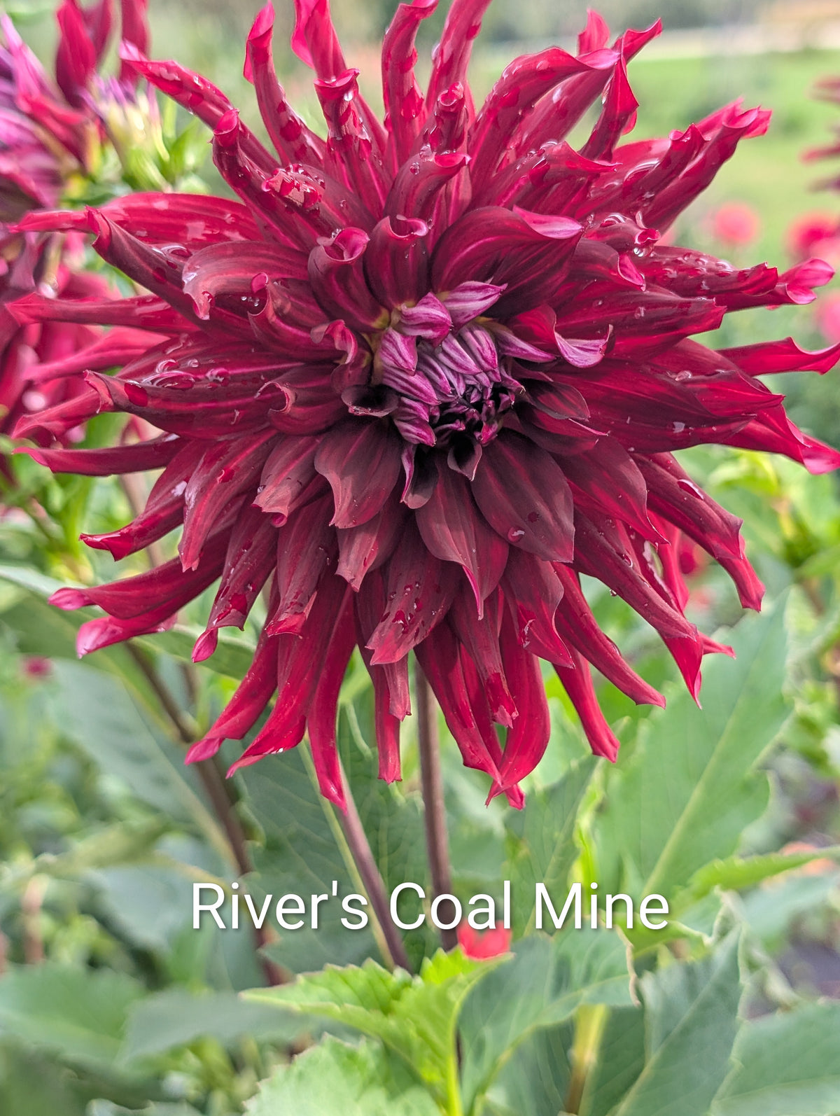 River's Coal Mine dahlia tuber