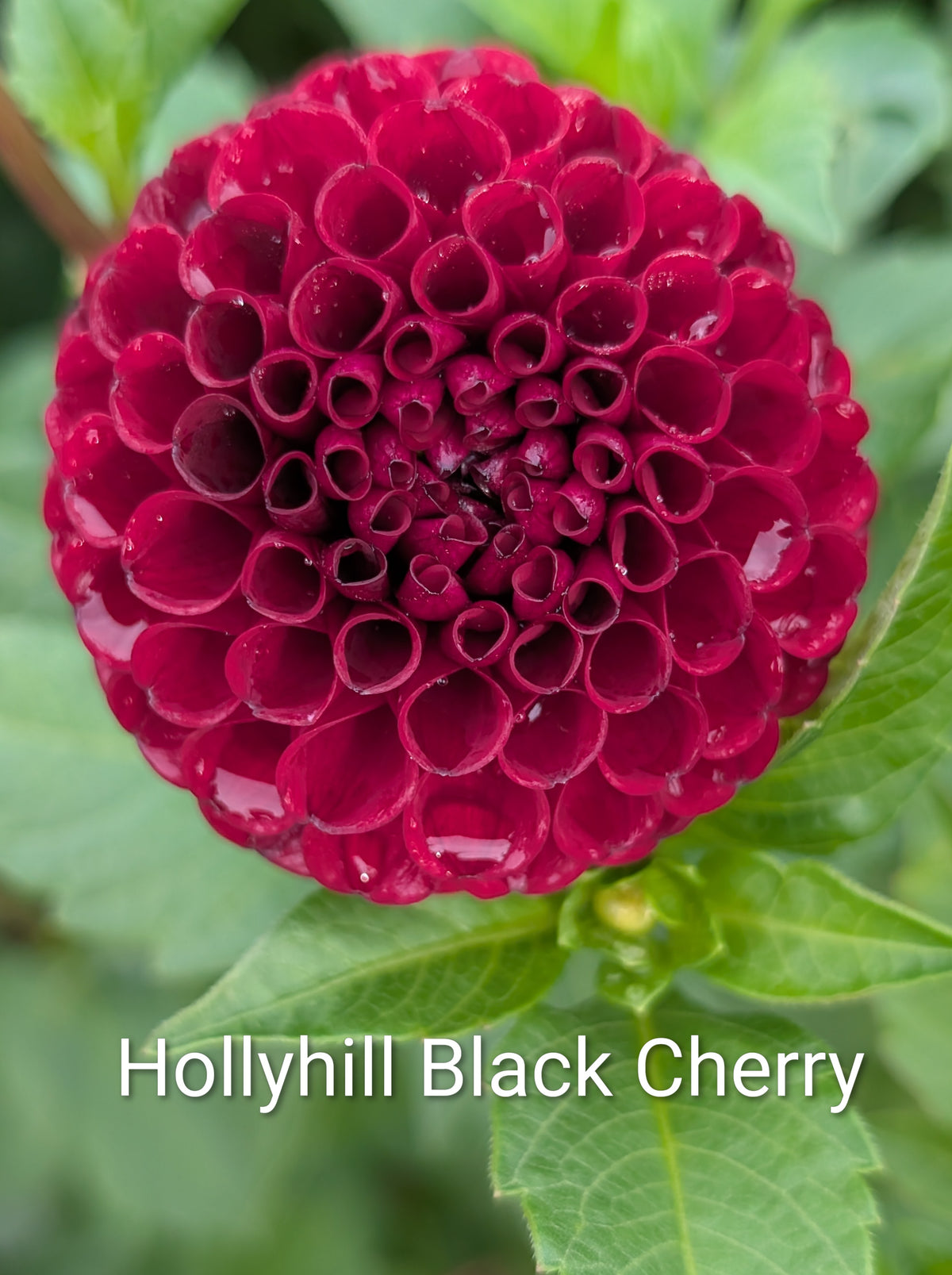 Hollyhill Black Cherry dahlia tuber