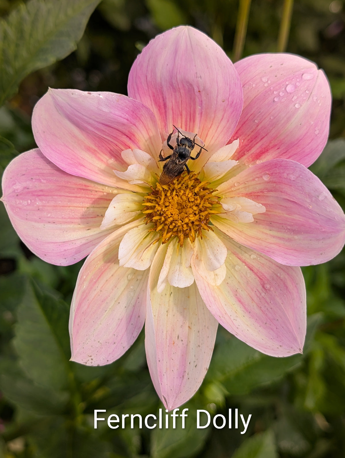 Ferncliff Dolly dahlia tuber