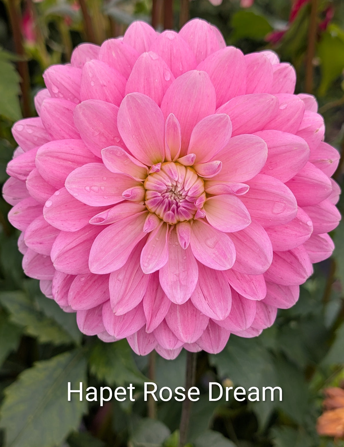 Hapet Rose Dream dahlia tuber