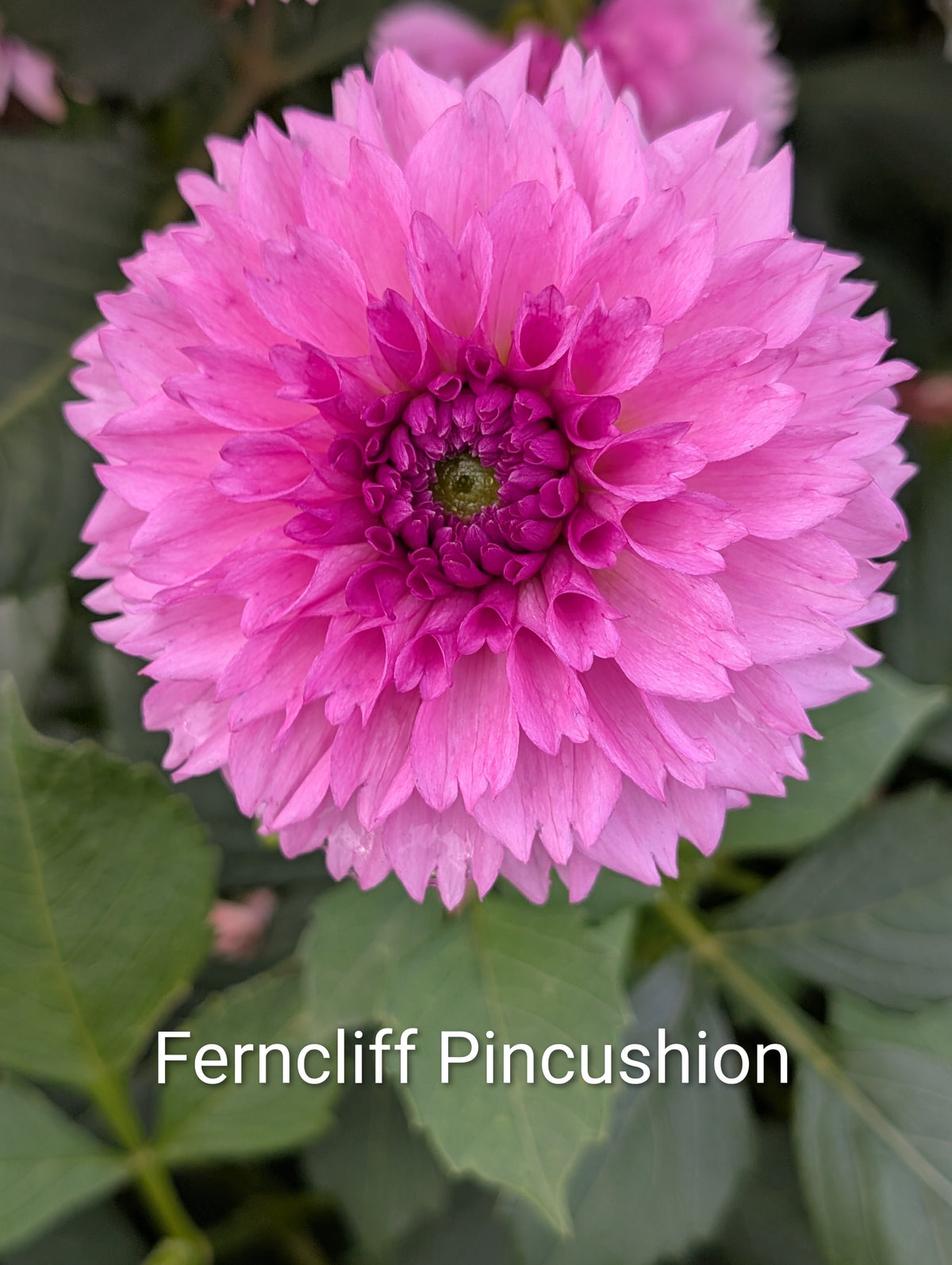 Ferncliff Pincushion dahlia tuber