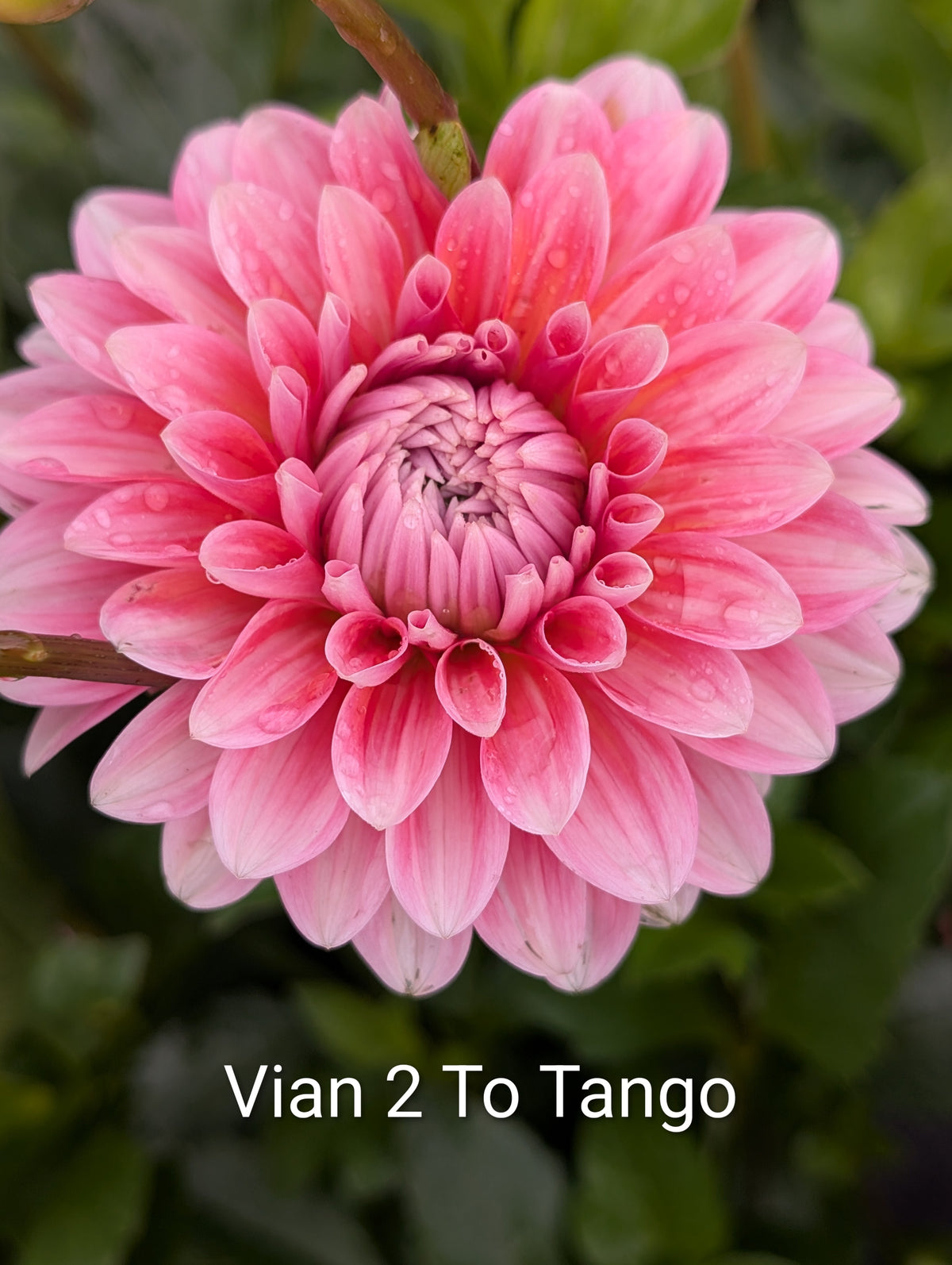 Vian 2 To Tango dahlia tuber