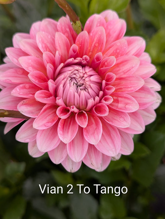 Vian 2 To Tango dahlia tuber