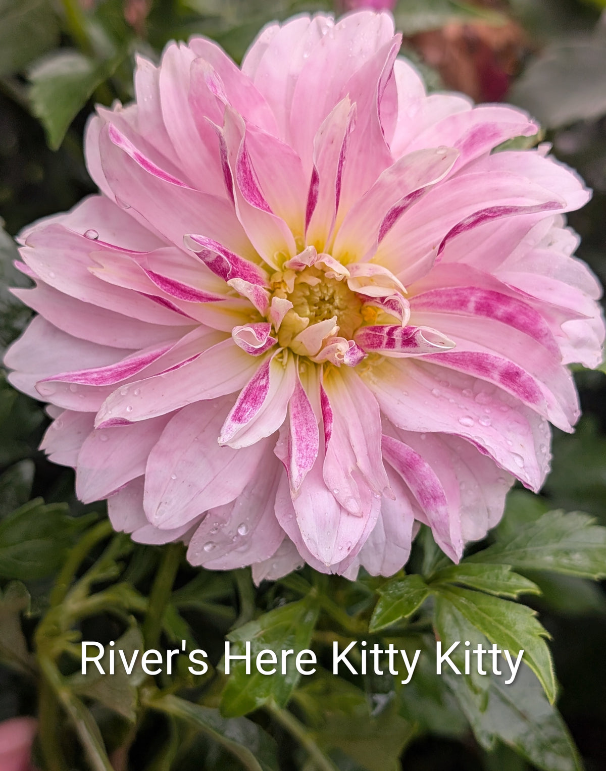 River's Here Kitty Kitty dahlia tuber