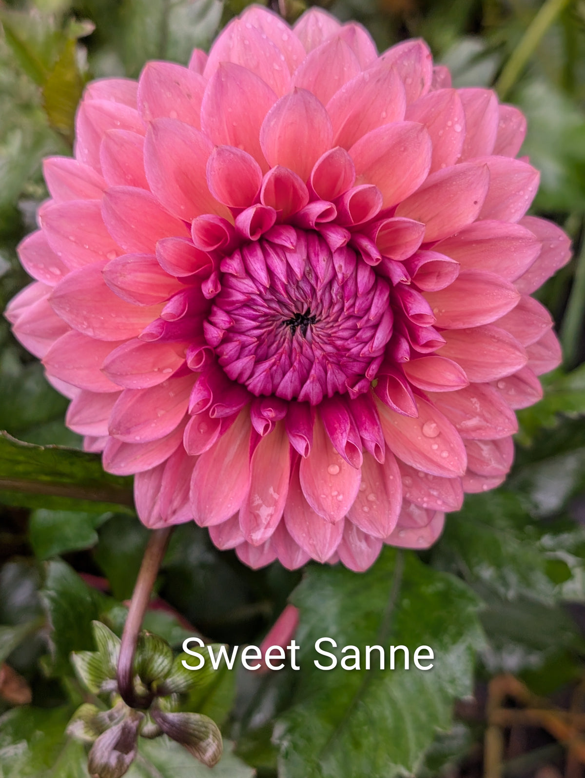 Sweet Sanne dahlia tuber