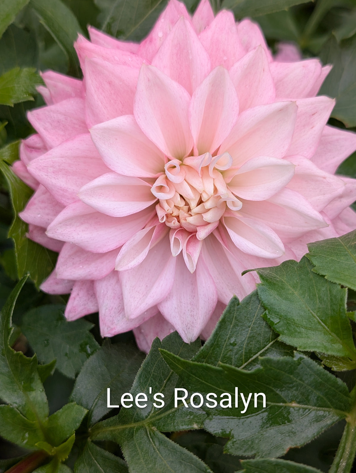 Lee's Rosalynn dahlia tuber