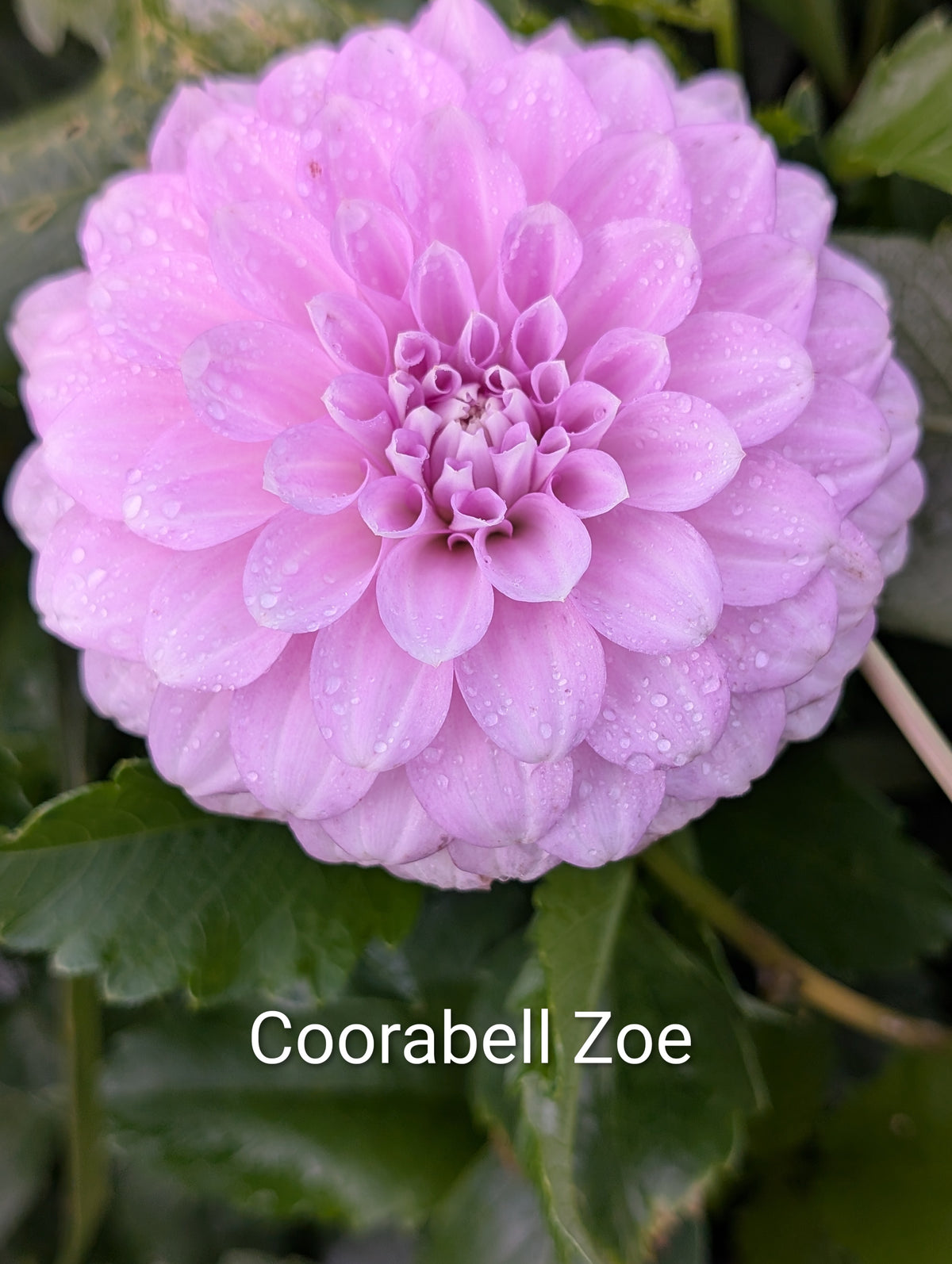 Coorabell Zoe dahlia tuber