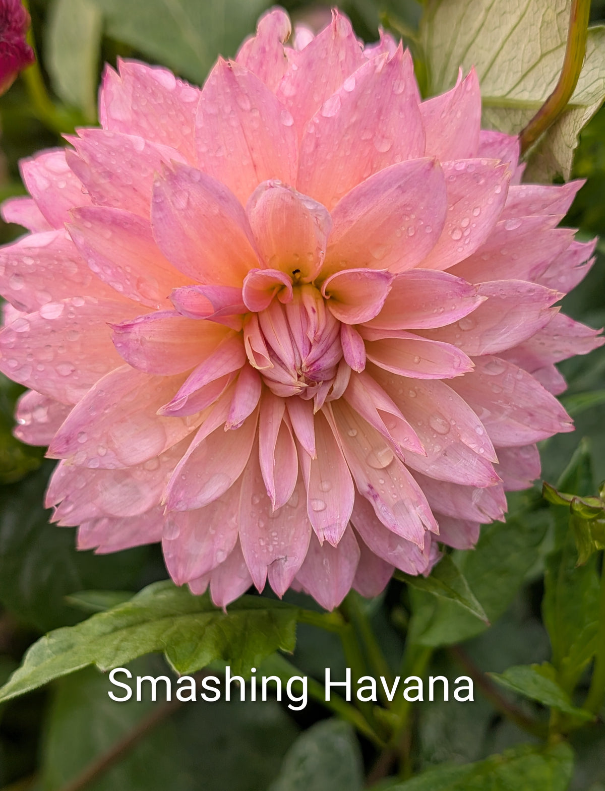 Smashing Havana dahlia tuber