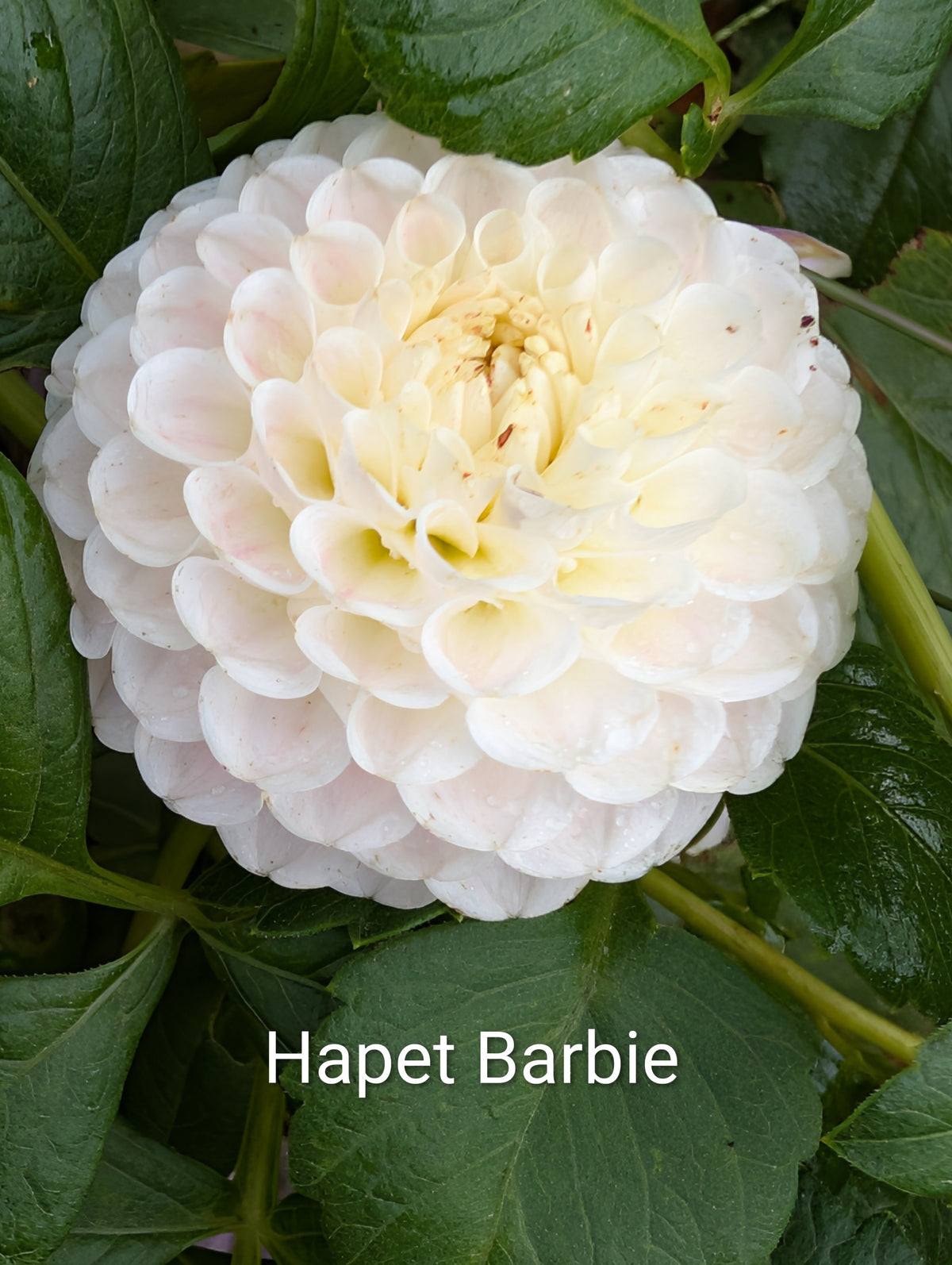 Hapet Barbie dahlia tuber