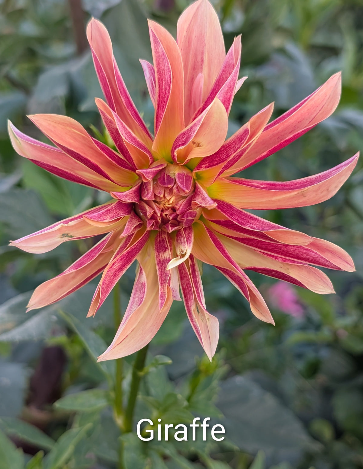 Giraffe dahlia tuber