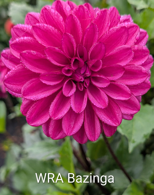 WRA Bazinga dahlia tuber