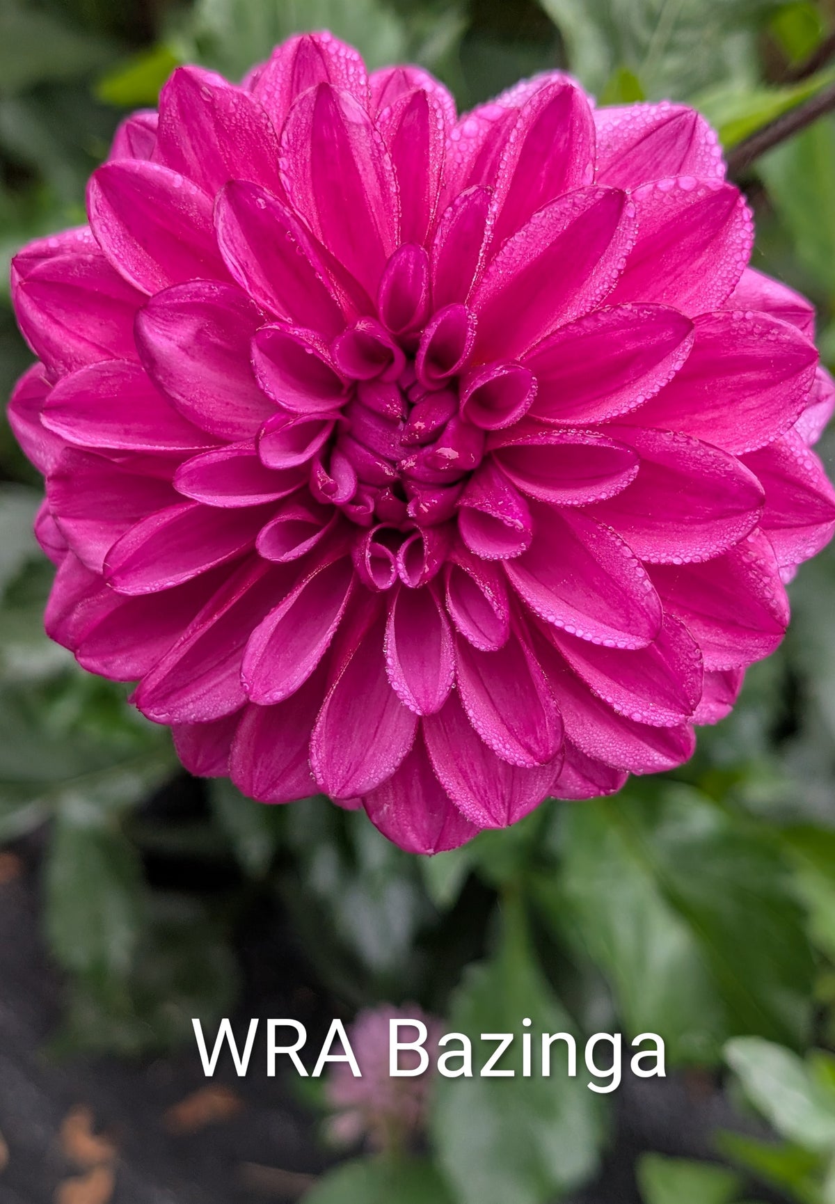 WRA Bazinga dahlia tuber