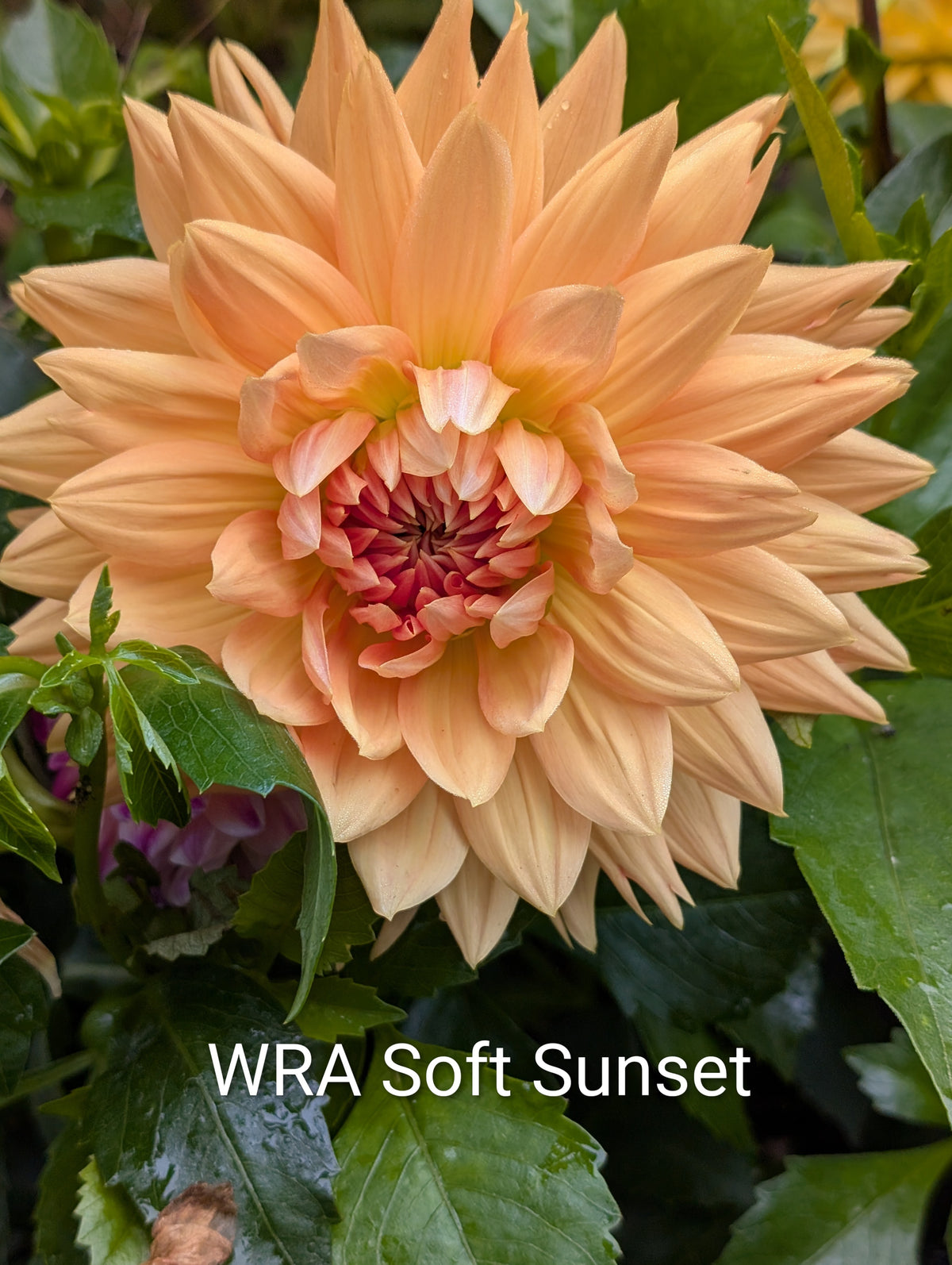 WRA Soft Sunset dahlia tuber
