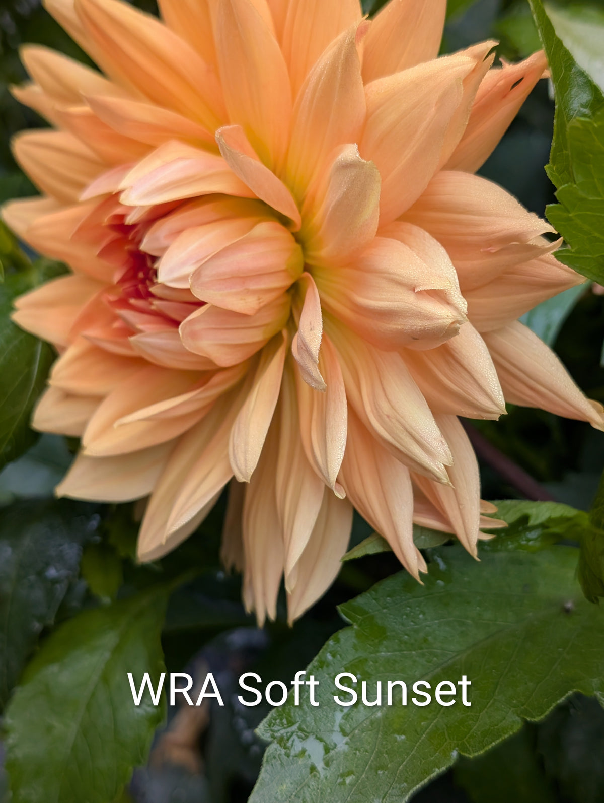 WRA Soft Sunset dahlia tuber