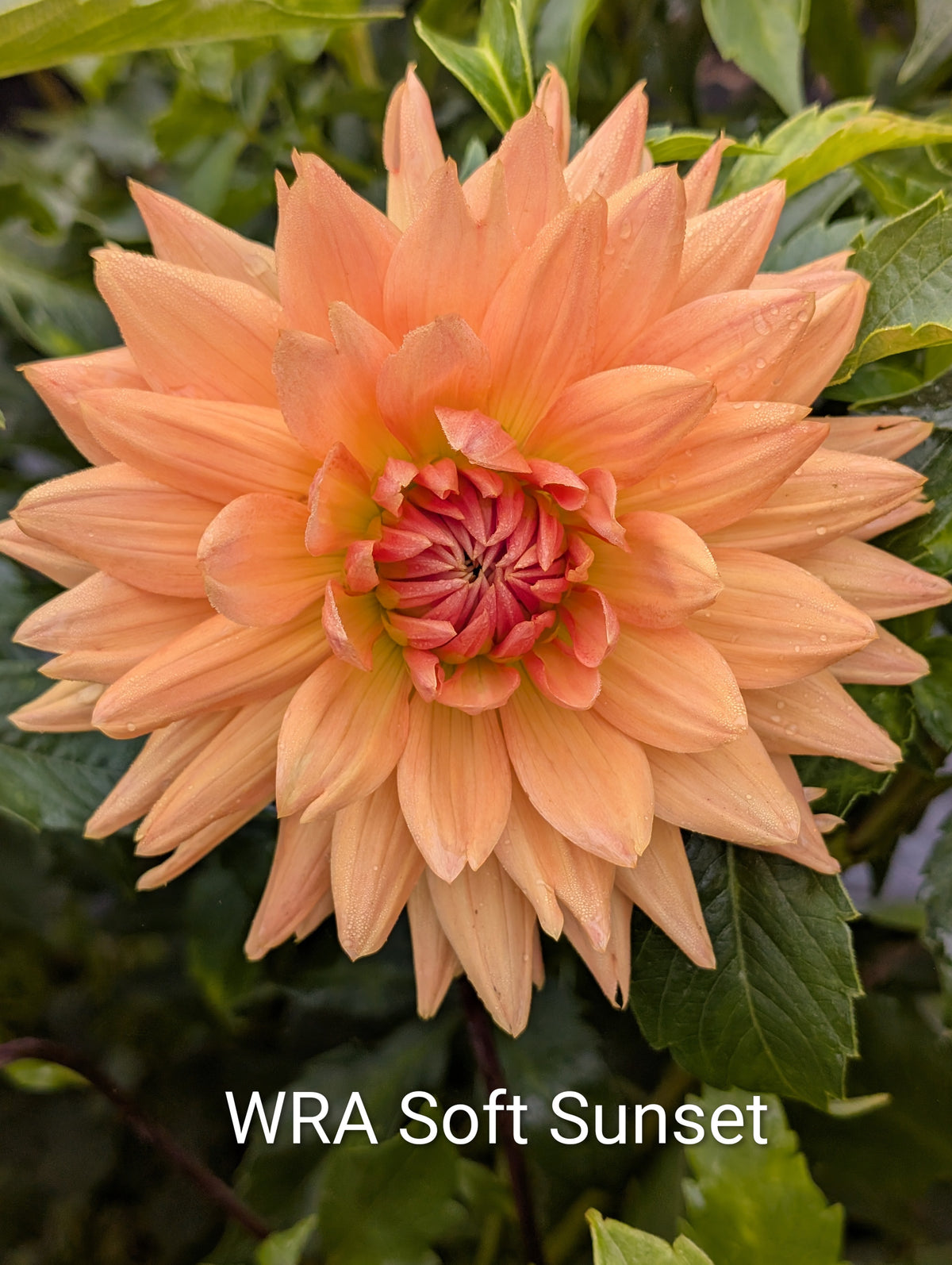 WRA Soft Sunset dahlia tuber