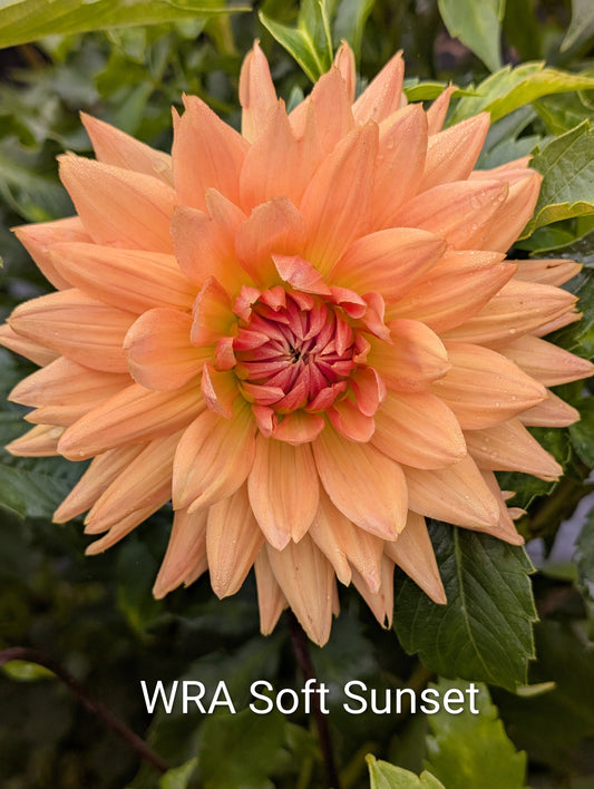 WRA Soft Sunset dahlia tuber