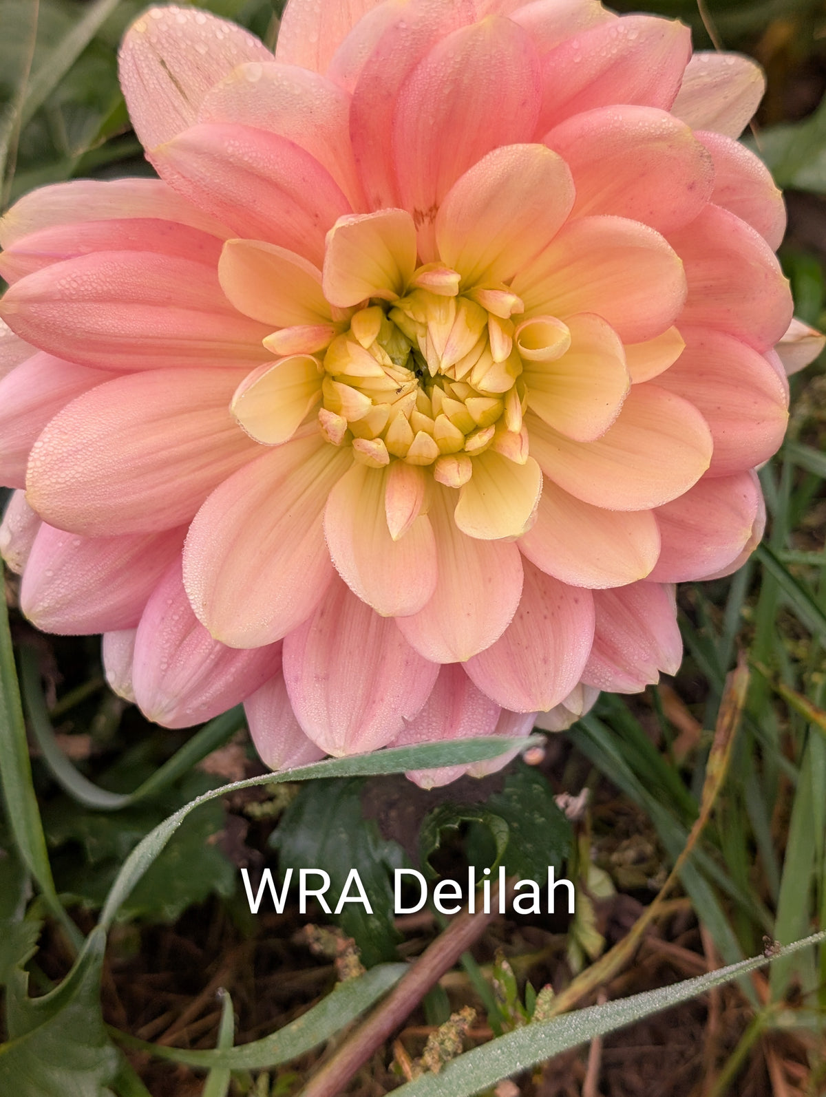 WRA Delilah dahlia tuber