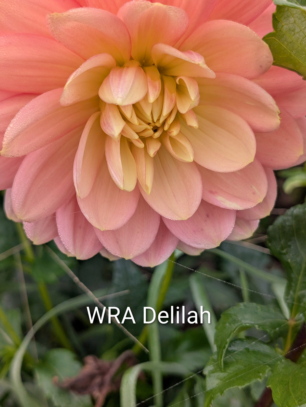 WRA Delilah dahlia tuber