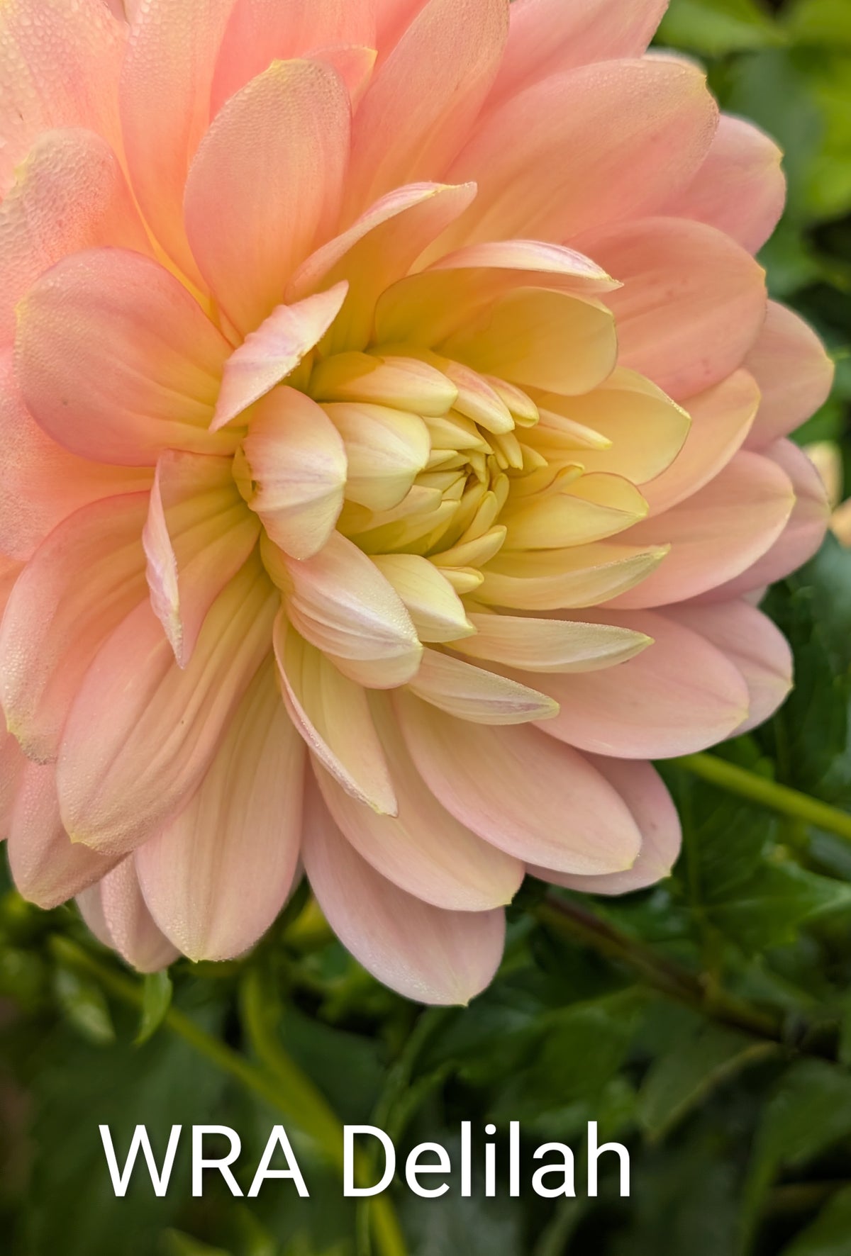 WRA Delilah dahlia tuber