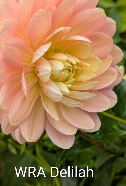 WRA Delilah dahlia tuber