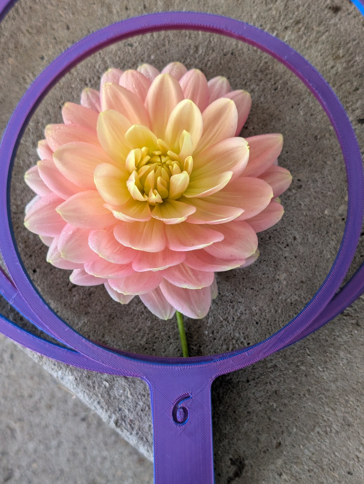 WRA Delilah dahlia tuber