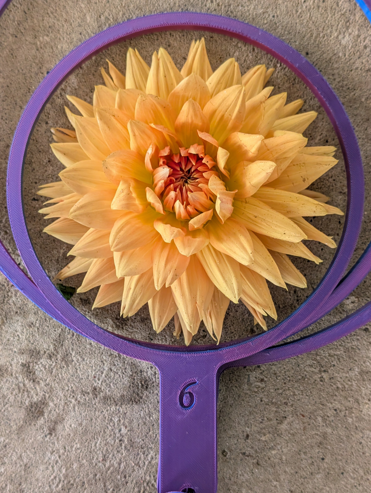 WRA Soft Sunset dahlia tuber