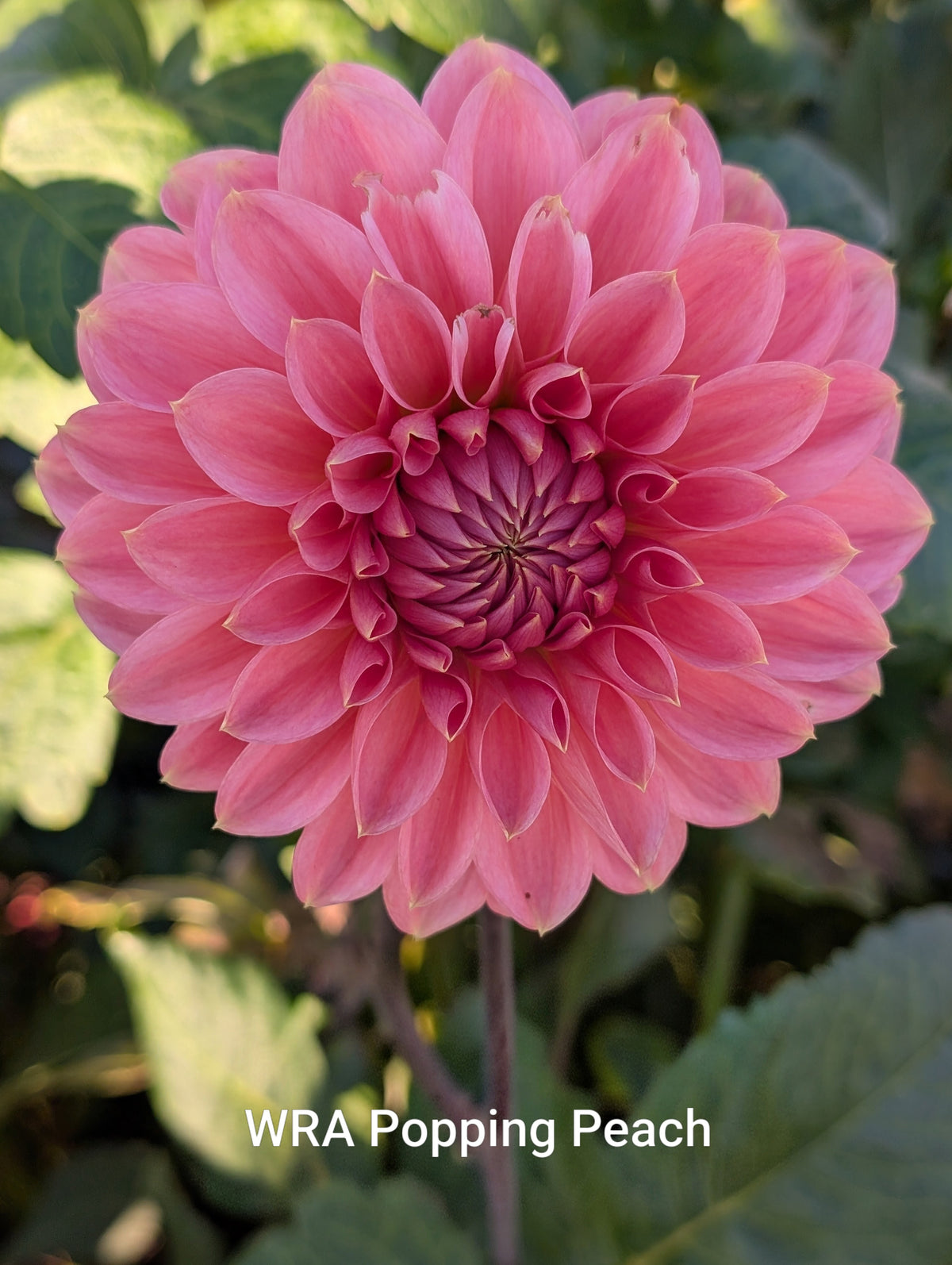 WRA Popping Peach dahlia tuber