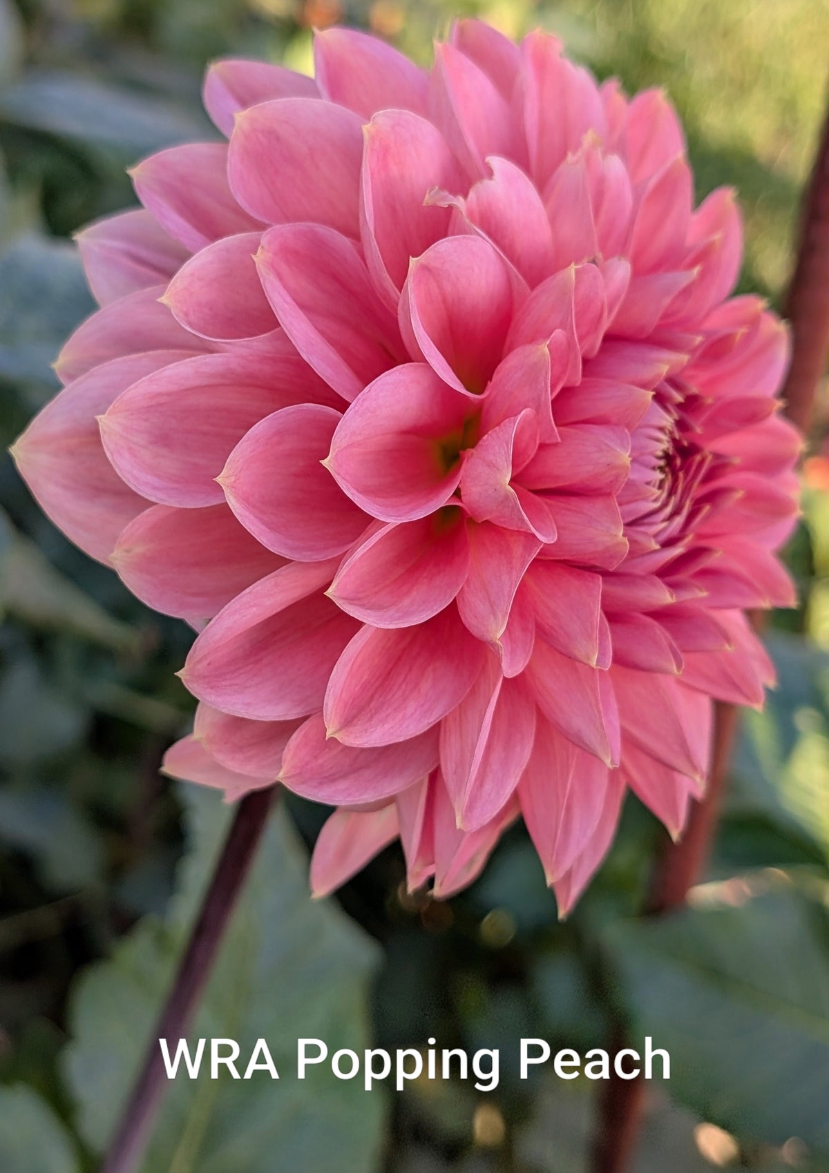 WRA Popping Peach dahlia tuber