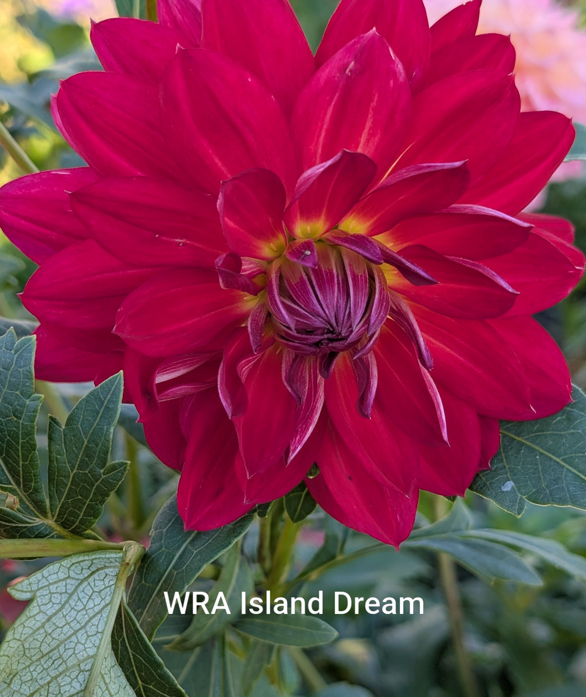 WRA Island Dream