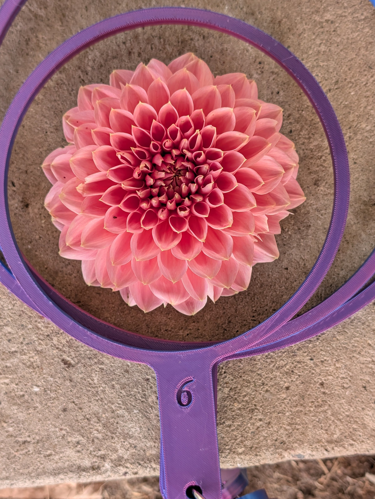 WRA Popping Peach dahlia tuber