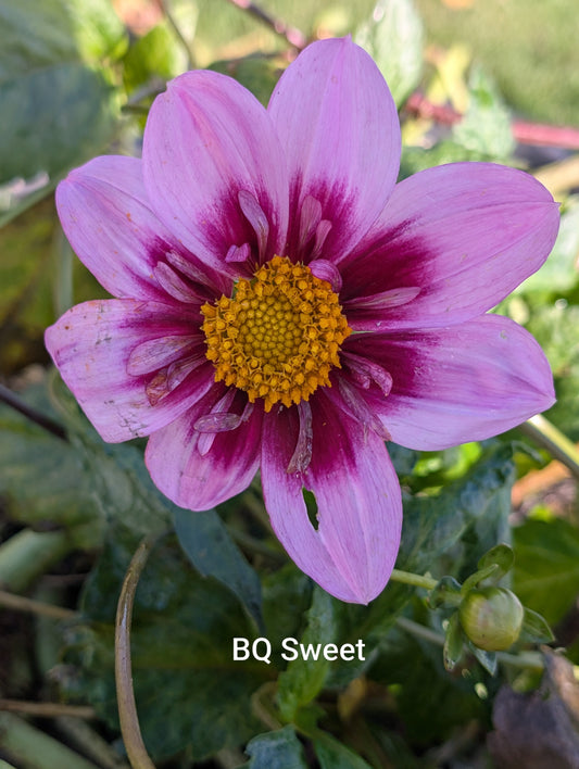 Bloomquist Sweet dahlia tuber