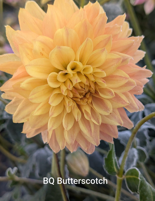 Bloomquist Butterscotch dahlia tuber