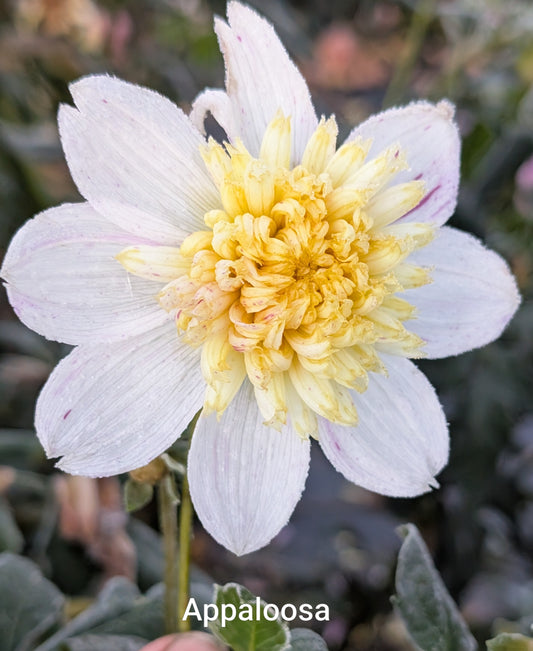 Appaloosa dahlia tuber