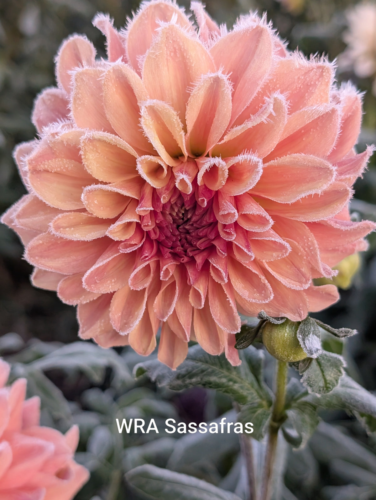 WRA Sassafras dahlia tuber