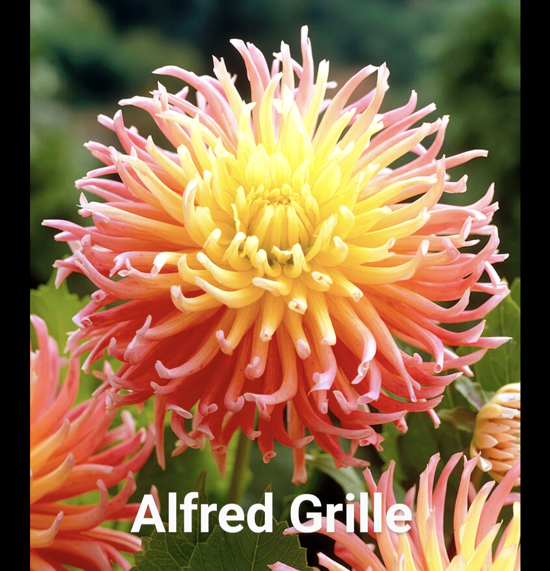 Alfred Grille dahlia tuber