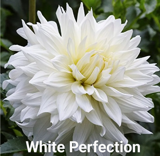 White Perfection dahlia tuber