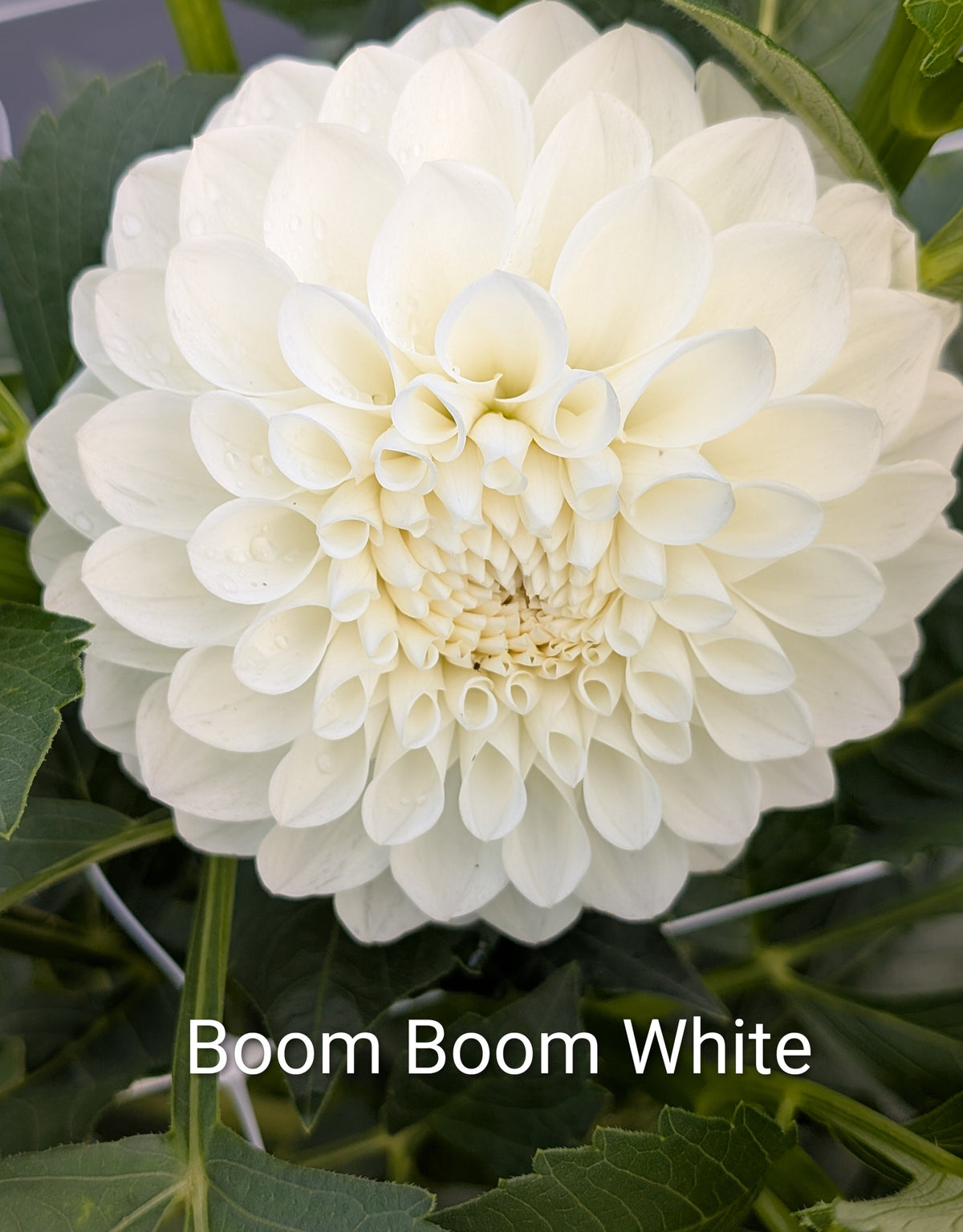 Boom Boom White dahlia tuber