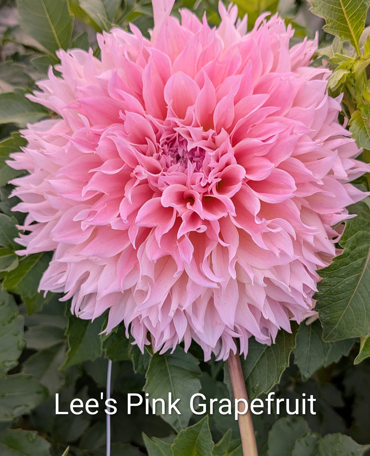 Lee's Pink Grapefruit dahlia tuber