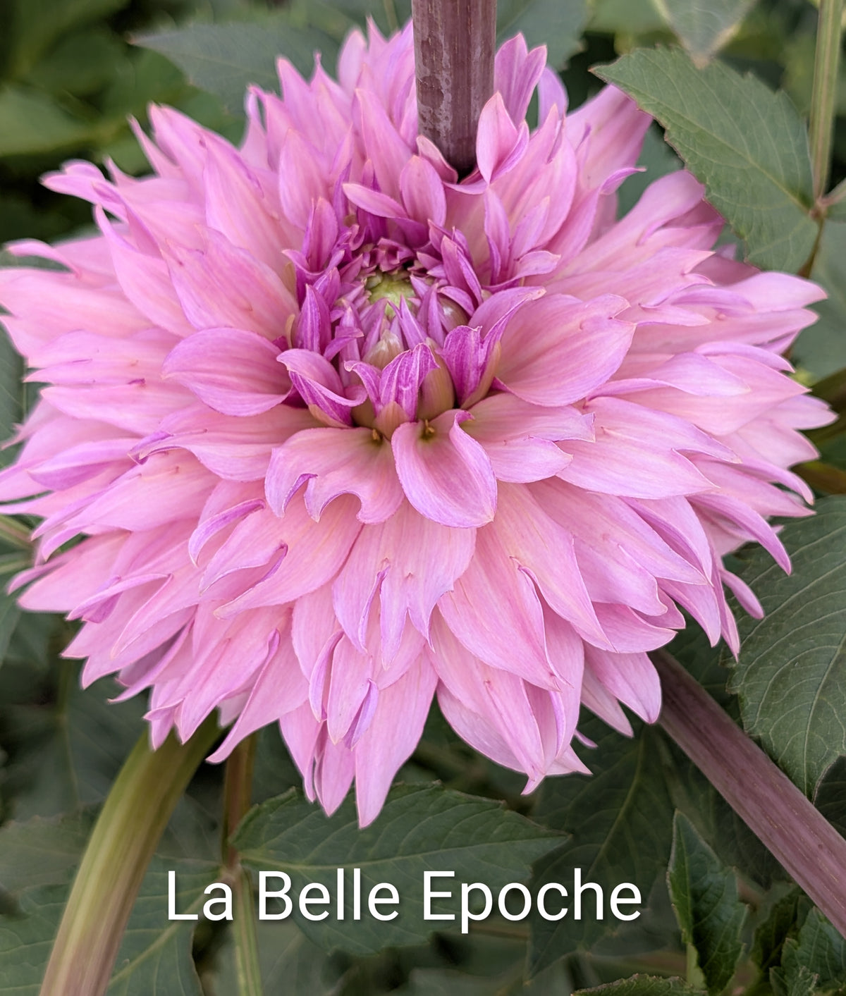 La Belle Epoque dahlia tuber