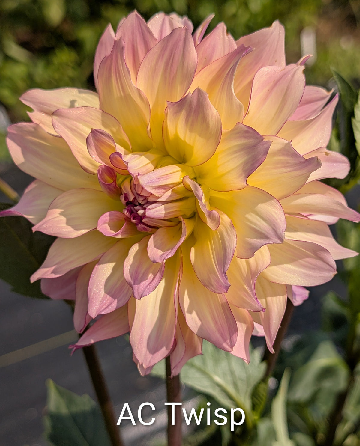 AC Twisp dahlia tuber