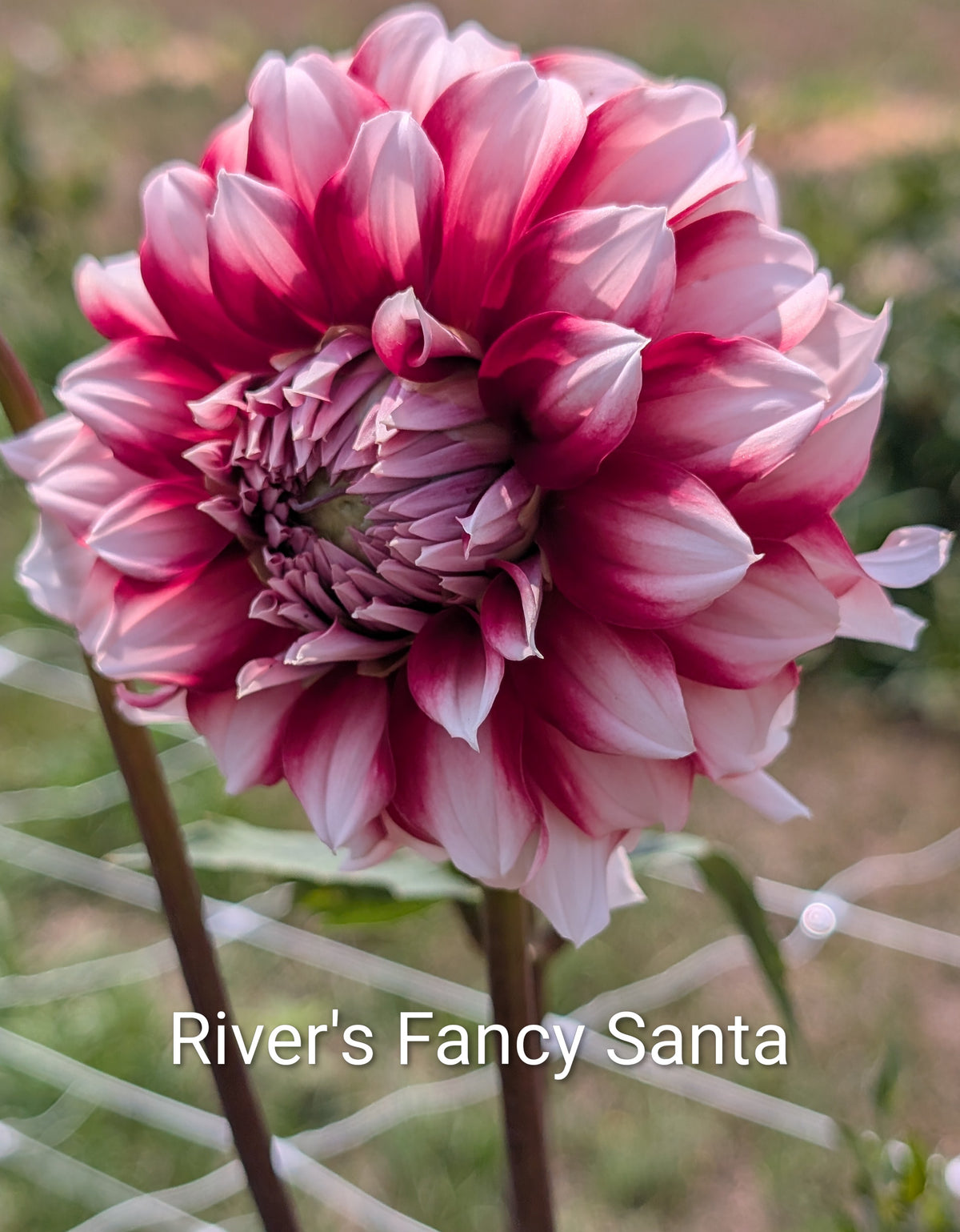 River's Fancy Santa dahlia tuber
