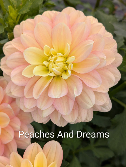 Peaches And Dreams dahlia tuber