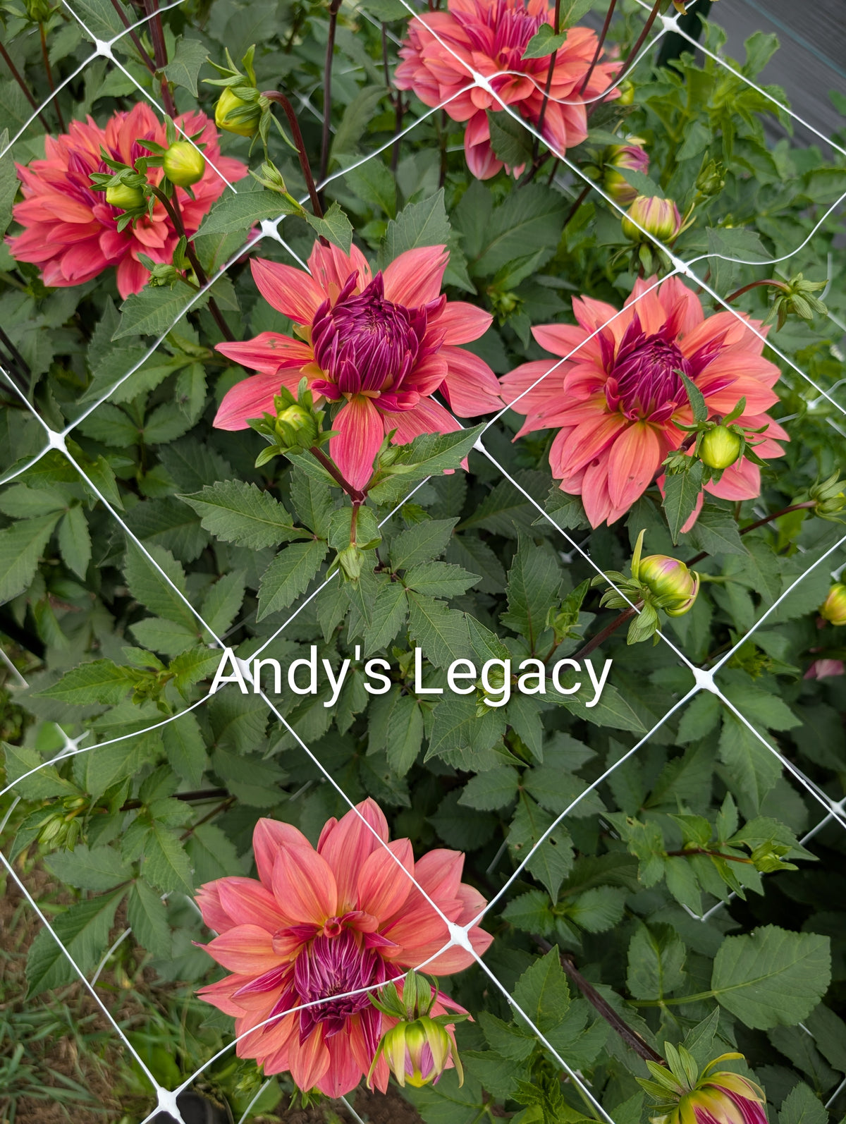 Andy's Legacy dahlia tuber