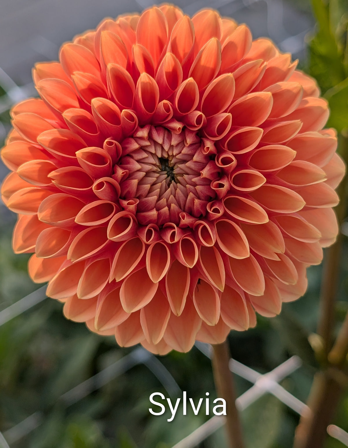 Sylvia dahlia tuber