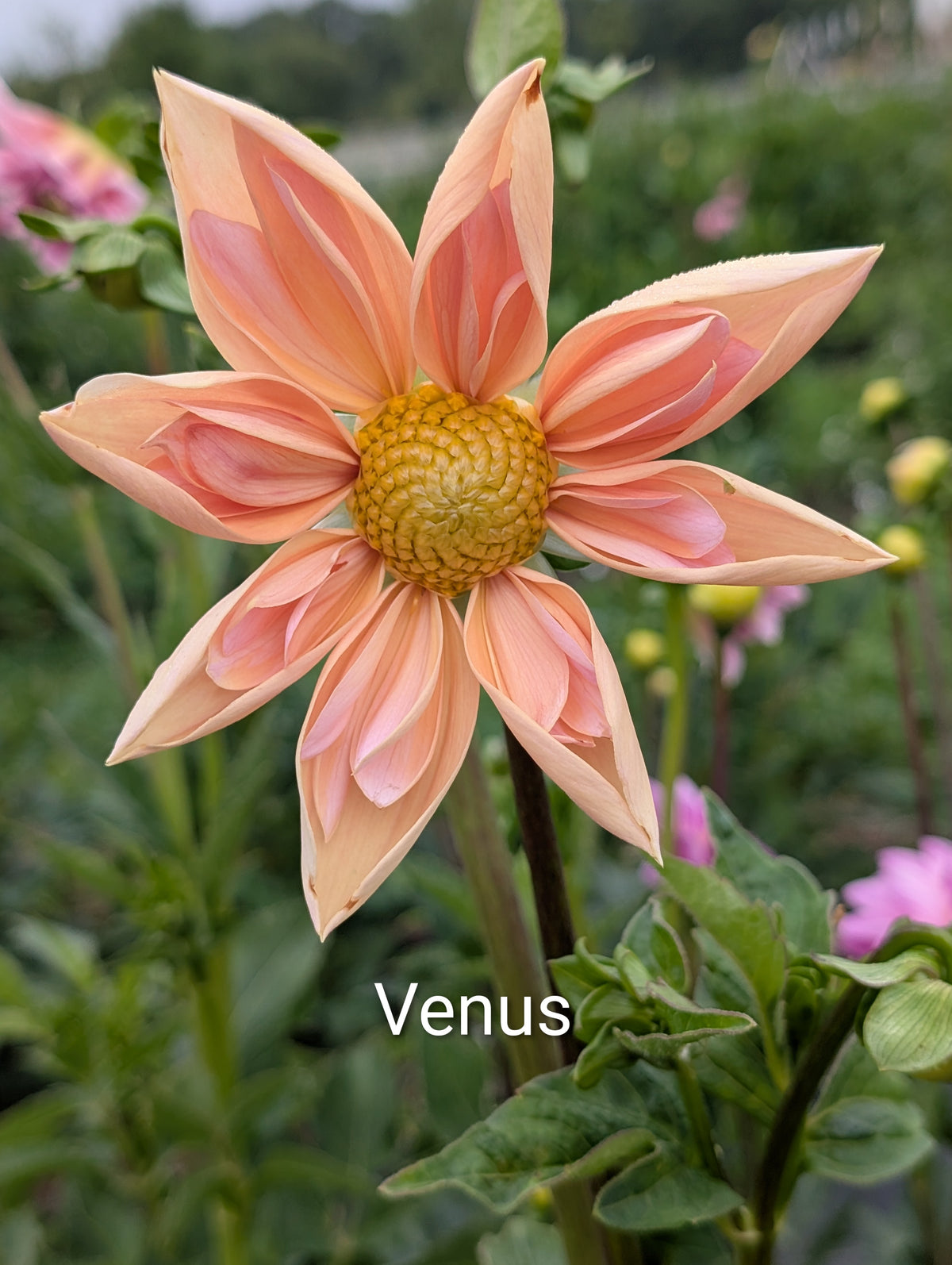 Venus dahlia tuber