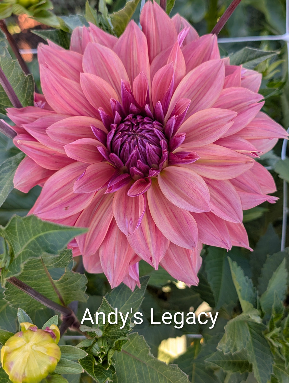 Andy's Legacy dahlia tuber