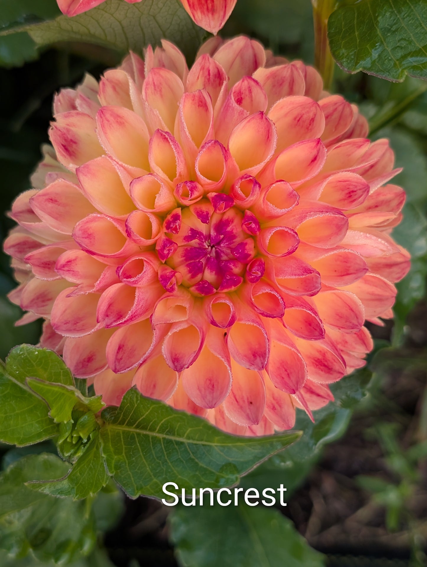 Suncrest dahlia tuber