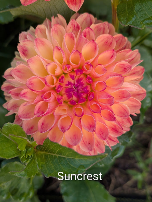 Suncrest dahlia tuber