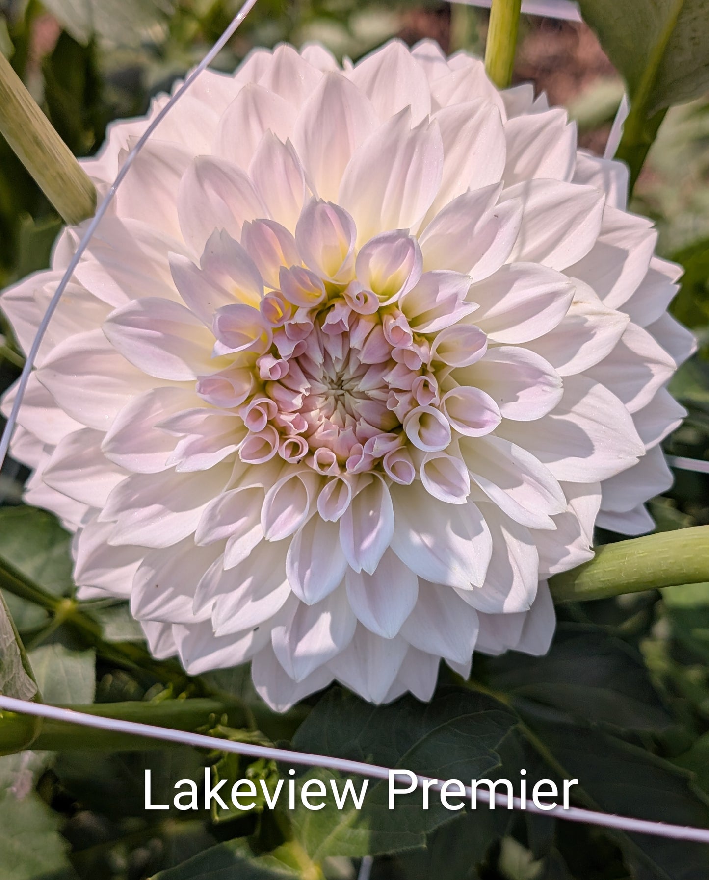 Lakeview Premier dahlia tuber