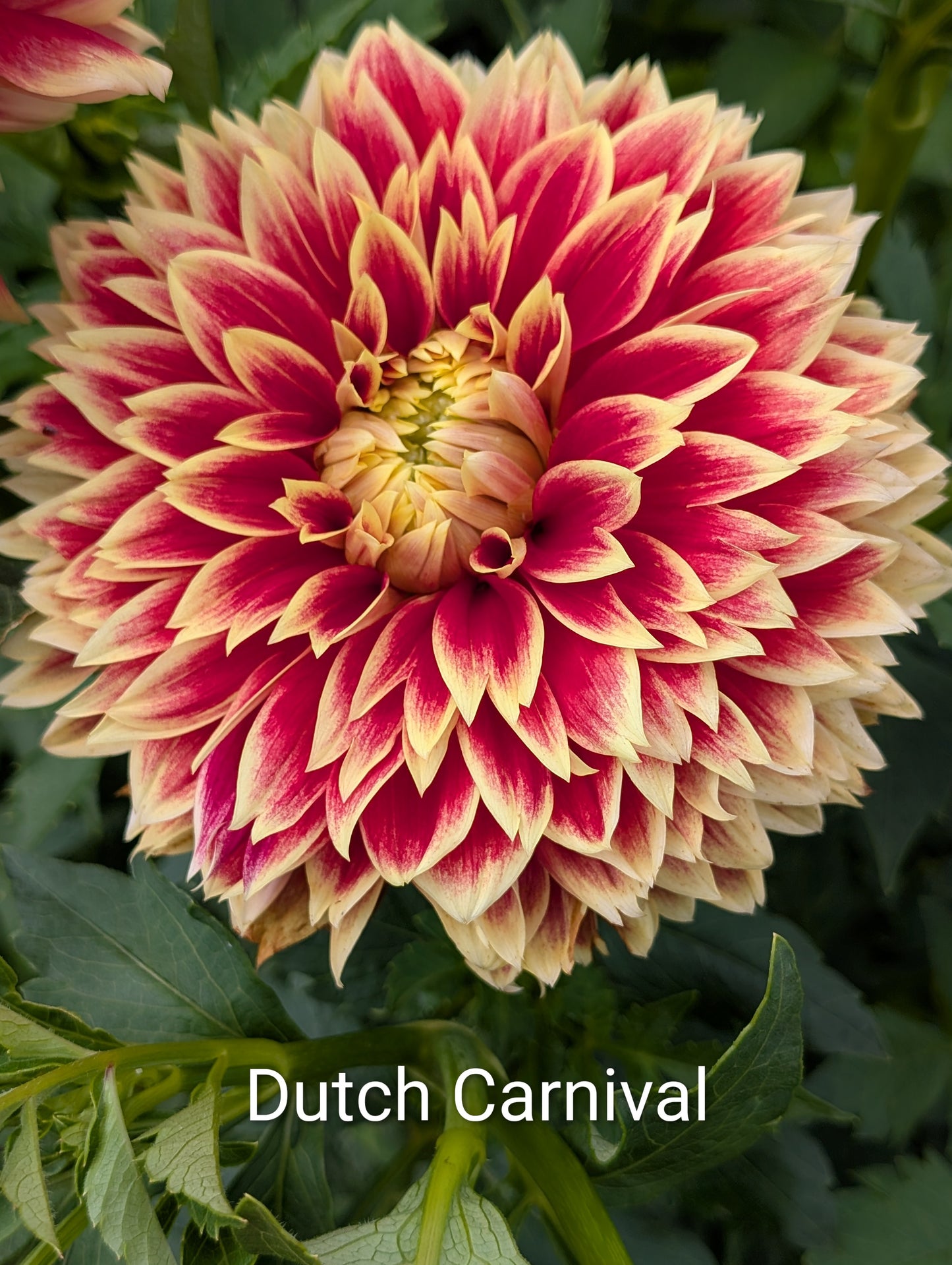 Dutch Carnival dahlia tuber